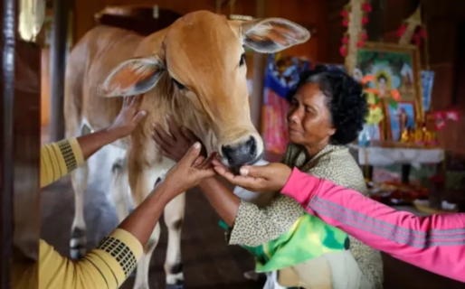 Se casó con una vaca porque cree que es la reencarnación de su esposo: “Me besó como él lo hacía”