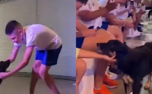 Emotivo reconocimiento: una perrita recibió una medalla de egresada en una escuela