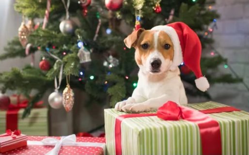“¿Cuántos años tiene el nene?”: mostró el regalo que le hizo a su perro por Navidad y sorprendió a todos