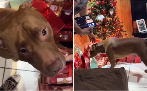 El perro de una familia quiso abrir su regalo de navidad antes de medianoche y se indignó con sus dueños