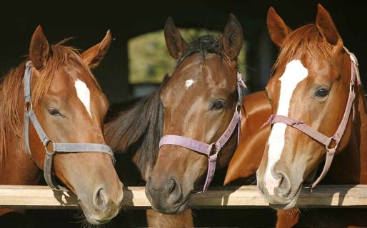 Confirman un caso humano de encefalomielitis equina en Argentina