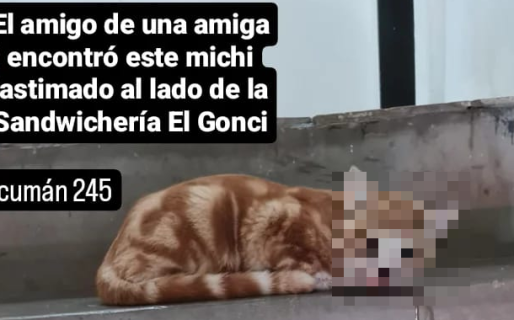 Crueldad animal: patearon en la cabeza a un gato y lo abandonaron en el 9 de Julio