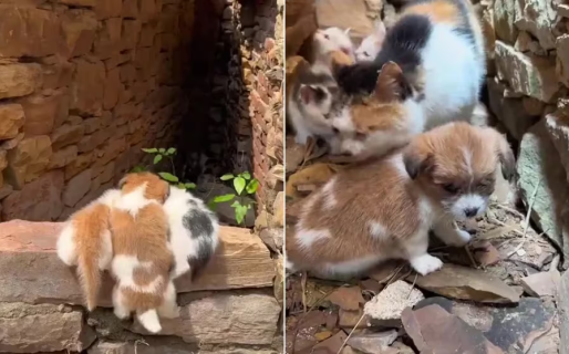 Una gata cría a un cachorro como si fuese uno más de sus hijos y enternece en las redes sociales