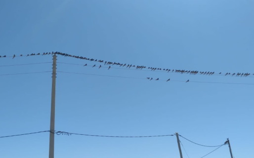Cortes de energía en zona norte por presencia de loros en el cableado