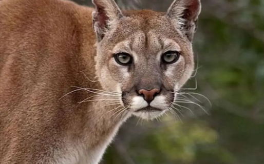 Video de un encuentro peligroso: Comenzó a llamar a un puma y lo grabó mientras se acercaba
