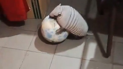 Furor por el peludo «Anselmo»: gambetea y amasa la pelota como pocos