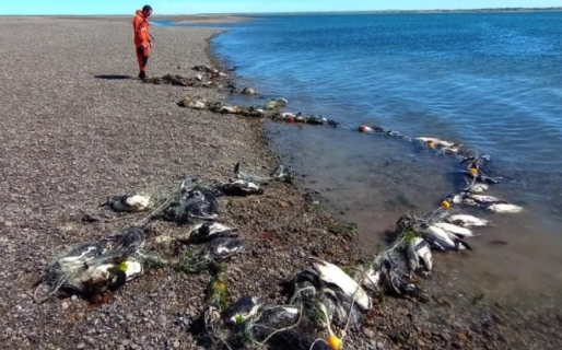 Redes de pescadores causaron la muerte de más de 130 pingüinos en Puerto San Julián