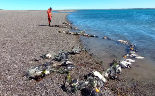 Más de 130 pingüinos aparecieron muertos en las costas de Santa Cruz: quedaron atrapados en redes de pesca ilegales