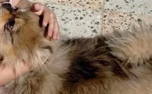Una pareja de abuelos buscan desesperadamente a su perrita