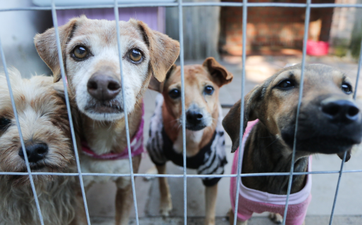 Exigen acciones inmediatas para controlar la superpoblación animal en la ciudad