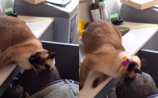 Su gata se enamoró del plomero y enterneció a todos en TikTok: “Es una atrevida”