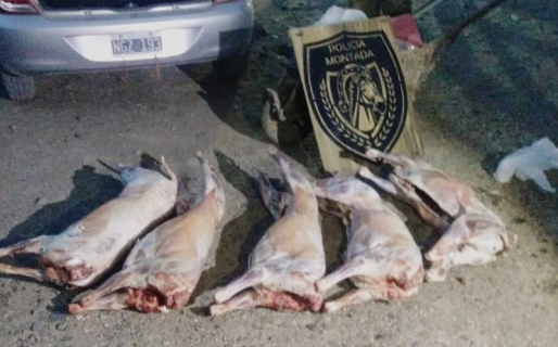 Ruta 26: Secuestraron cinco corderos faenados que eran transportados ilegalmente