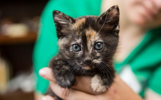 Hallaron cinco gatitos encerrados dentro de una encomienda, solo uno sobrevivió