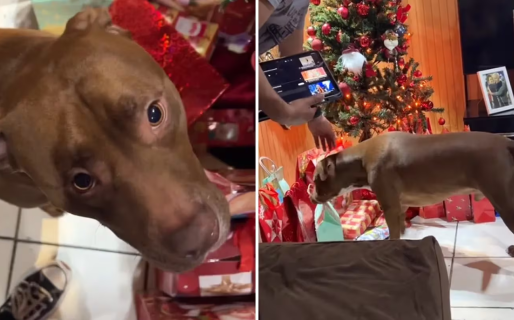 Un perro quiso abrir su regalo de navidad antes de medianoche y se indignó con sus dueños