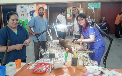 ALMA concretó otra jornada masiva con 70 animales castrados, desparasitados y vacunados