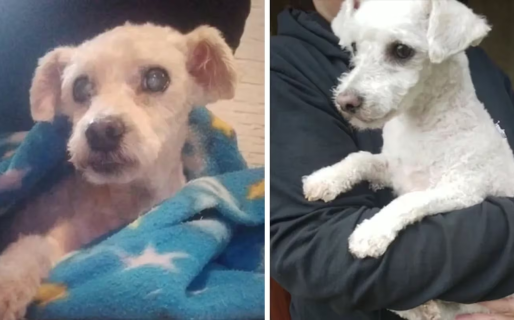 Llevó a su perro al peluquero, cometieron un error imperdonable y el reclamo estalló las redes