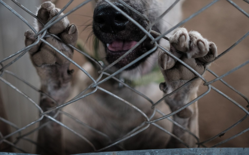 Crueldad animal: asesinaron a dos perras este fin de semana en Comodoro