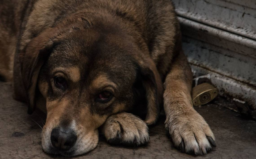 Buscan recaudar dinero para ayudar a un vecino que rescató a más de 60 perros abandonados
