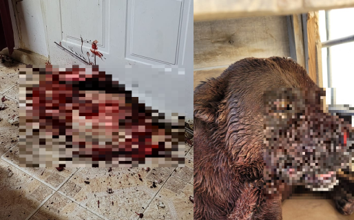 Una perra se desesperó por la pirotecnia y casi se muere rompiendo una puerta para entrar a su casa