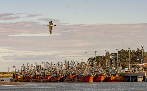 Nuevo decomiso de langostino transportado de forma ilegal
