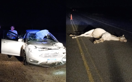 Accidente de tránsito en Ruta Provincial Nº39: conductora chocó un caballo