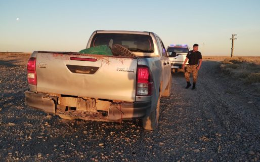 Traían un equino faenado en la caja de una camioneta