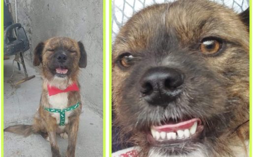 Buscan un hogar para una perrita que fue rescatada de la calle