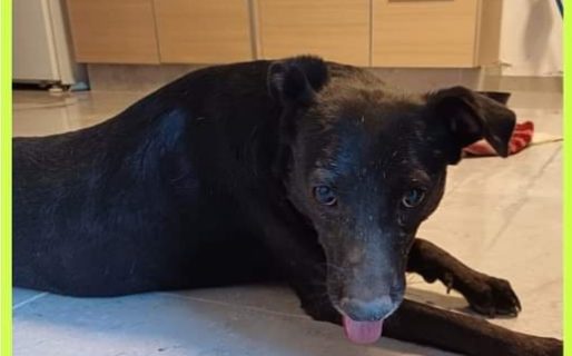 Dejaron a una perrita abandonada afuera de una veterinaria y piden ayuda