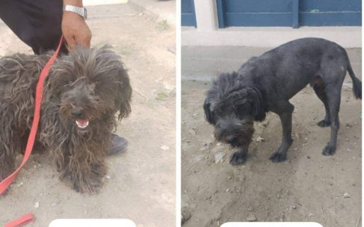 Buscan tránsito o adopción responsable para un perrito callejero