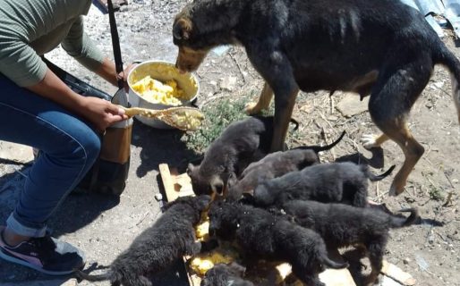 Buscan hogar para siete perritos que fueron abandonados en el cerro