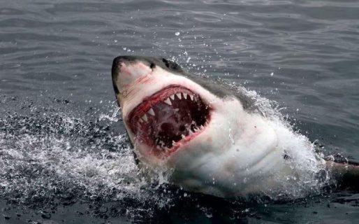 Un hombre de 39 años murió por el ataque de un tiburón
