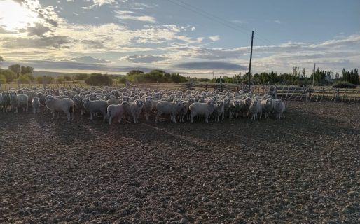 Chubut invita a participar de tres Fiestas Populares y de la Exposición Ovina de Esquel