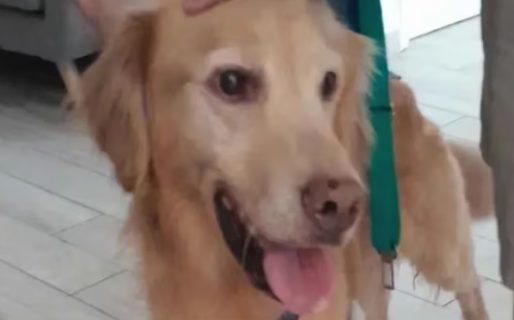 Un hombre abandonó a su perro para irse de vacaciones y los vecinos lograron rescatarlo