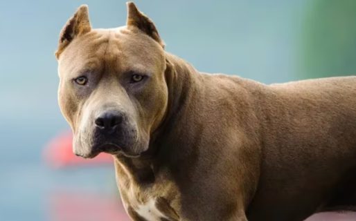 Una nena de 9 años fue atacada por un pitbull y quedó internada: está grave