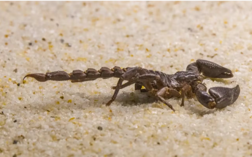 Estaba acostada en su cama, vio que un alacrán le caminaba por la pierna y se llevó el susto de su vida