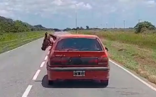 Un hombre circuló por una ruta con un caballo dentro de su auto
