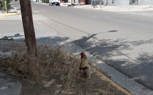 Pollitos en fuga: se extravió una gallina en Palazzo y buscan al dueño