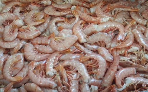 Provincia decomisó más de seis toneladas de langostinos que se transportaban ilegalmente