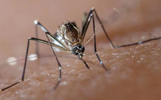 Alertaron por el incremento de casos de dengue en seis provincias