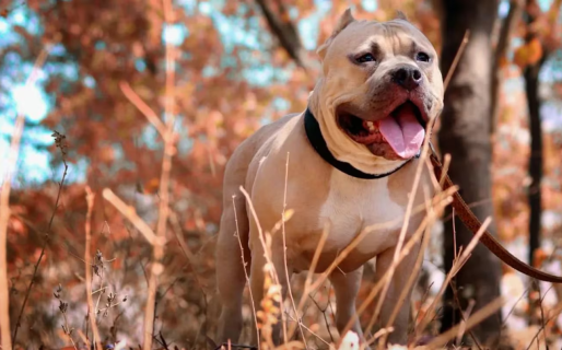 Tras la pandemia, aumentaron las consultas con los “psiquiatras” para perros: cómo es y qué hacen
