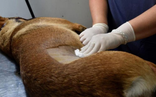 Anunciaron el cronograma de esterilizaciones gratuitas y vacunación antirrábica