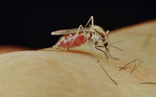 El Ministerio de Salud confirmó la primera muerte por encefalitis equina