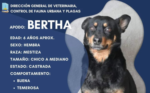 Cómo hacer para adoptar a uno de los nueve perros castrados y vacunados por el Municipio