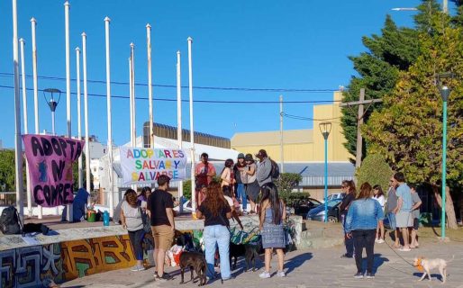 Este sábado realizarán una jornada de adopción de perros y gatos