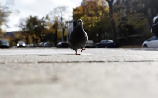Una paloma detenida por espionaje recuperó su libertad