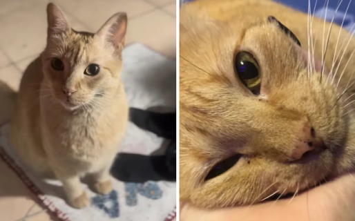 La emoción de la dueña de la gatita que estaba desaparecida tras el derrumbe en Caballito: “Es un respiro”