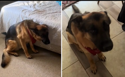 Dejó solo a su perro por 10 minutos para ir al baño y cuando salió encontró algo desastroso