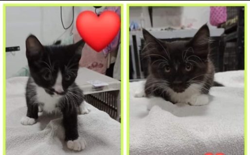 Buscan hogar para dos gatitos que fueron abandonados