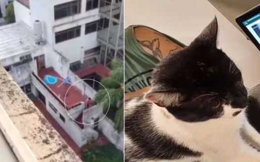 Un hombre le disparó a un gato con un rifle de aire comprimido y quedó filmado
