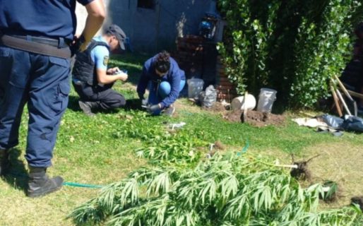 Denunciaron el robo de una planta de durazno y les encontraron 26 plantas de cannabis